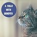 Buddy & Lola L Lysine for Cats – Immune Support for Cats – Made in The USA – Natural Ingredients – Tasty and Healthy – Cat Decongestant, Allergies, Infection and Cold Relief