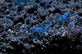 SoShrimp 5 Blue Velvet Shrimp - Neocaridina davidi Live Freshwater Aquarium Shrimp - 1/4 to 1 inch Long