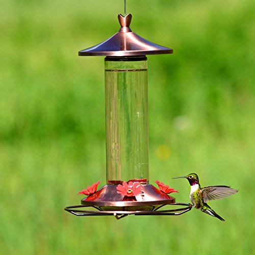 Perky Pet 710b Elegant Glass Hummingbird Feeder Amazon Mỹ