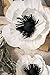 Large Crepe Paper Flowers,Handcrafted Flowers,For Shop Window Display Baby Nursery Home Decor, Baby Showers, Birthday, Wedding Backdrop,Nursery Wall Decor,Archway Decor, (Poppy Flower White Set Of 5)