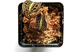 BLOOMIFY Anoectochilus Roxburghii 'Golden Heart', Jewel Orchid