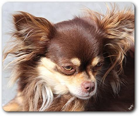 Dogs Mouse Pad Brown Long Haired Chihuahua Dog By Amazon Co Uk