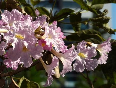 10 Seeds Tabebuia rosea (Pink) Ornamental Plant