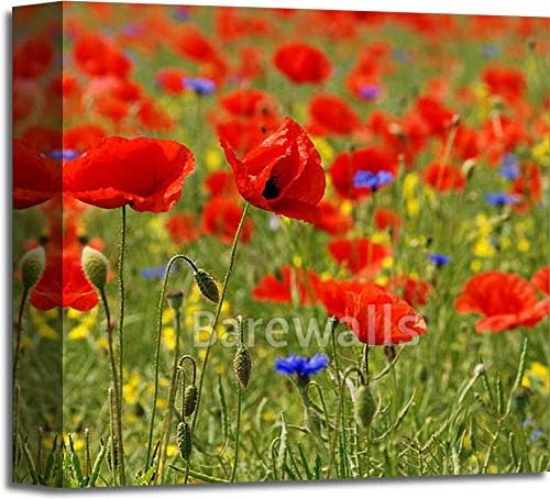 barewalls Poppies Gallery Wrapped Canvas Art - bwc2851895 (12in. x 12in.)