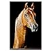 HORSES postcard set of 20 postcards. Horse post card variety pack. Made in USA.