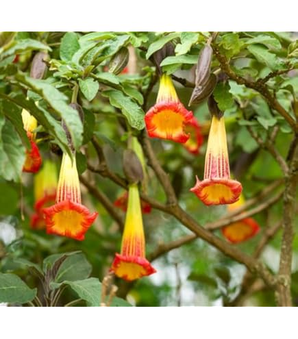 Amazon.com : (10) Mixed Colors Angel Trumpet Brugmansia Well