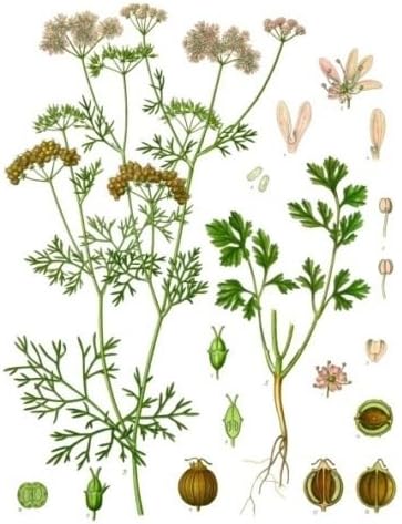 150 Leisure Coriander Cilantro HERB Seeds Heirloom 2017 (Non-GMO Heirloom Seed)