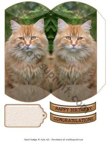 Long Haired Ginger Cat Pillow Box By Julie Hill Amazon Co Uk