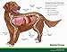 Standard Process Canine Enteric Support