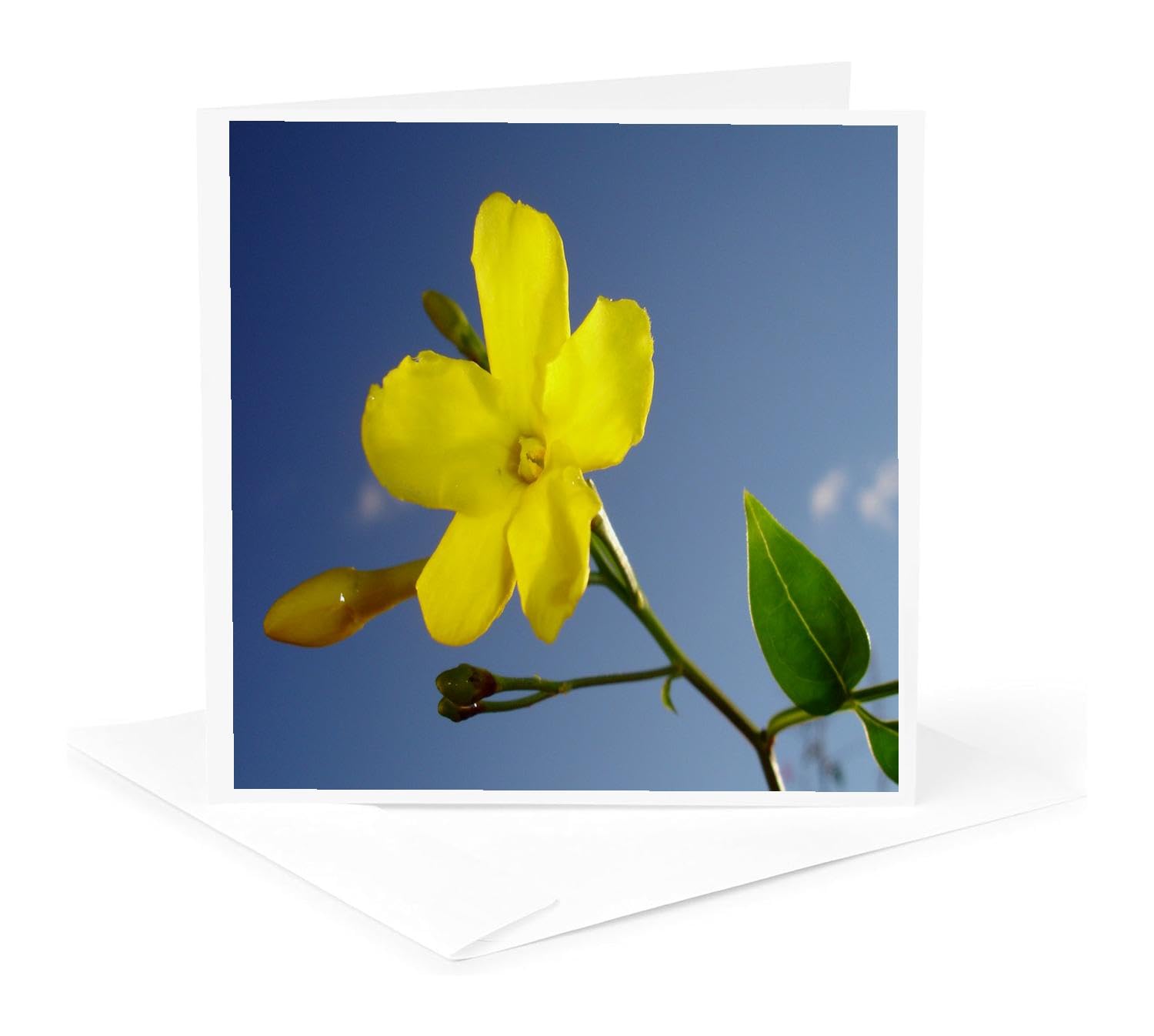 3dRose gc_167552_5 6 x 6-Inch "Yellow Jasmine Flower Bud Blue Sky-Yellow Jessamine Carolina Jasmine" - Greeting Card