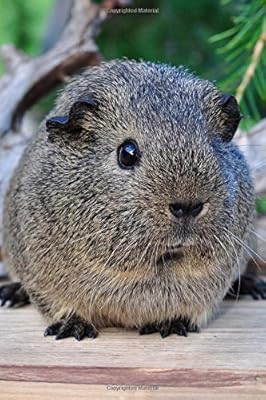 So Cute Smooth Hair Black And Cream Guinea Pig Pet Journal 150