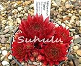 Seeds Shopp 200 Pcs Sale!Hens And Chicks Succulent RED Seeds (Sempervivum Hybridum) Bonsai Plant Flower Seeds For Home Garden