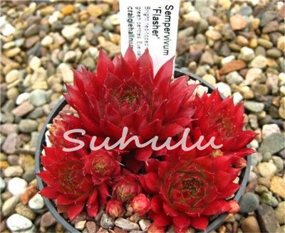 Seeds Shopp 200 Pcs Sale!Hens And Chicks Succulent RED Seeds (Sempervivum Hybridum) Bonsai Plant Flower Seeds For Home Garden Seeds Shopp 200 Pcs Sale!Hens And Chicks Succulent RED Seeds (Sempervivum Hybridum) Bonsai Plant Flower Seeds For Home Garden