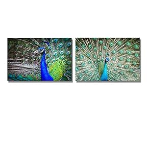 Canvas Prints Wall Art - Close-Up Portrait of Beautiful Peacock with Feathers Out - 16"x24" x 2 Panels