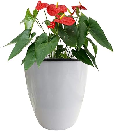 AZXAZ Hängender Pflanzer Selbstbewässerung Wand Blumentopf Runder