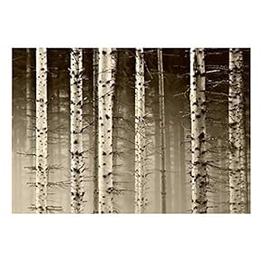 A Close Up View of a Birch Tree Forest - Wall Mural, Removable Sticker, Home Decor - 66x96 inches