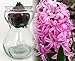 Clear Glass Hyacinth Vase + Pink Hyacinth Bulb