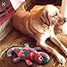 IFOYO Durable Plush Squeaky Camouflage Dinosaur Dog Toy, Halloween Christmas Dog Toy