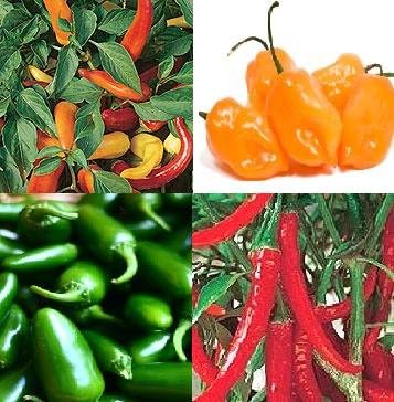 CHILLI seeds Jalapeno, Hungarian , Habanero,Ring O FIRE