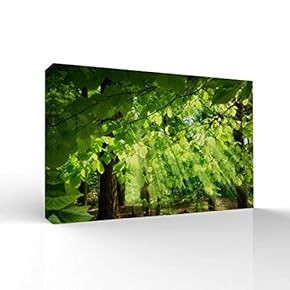 Canvas Wall Art-Sunshine in The Forest -Canvas Prints Home Artwork Decoration for Living Room,Bedroom - 12x18 inches