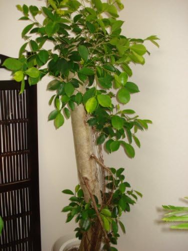 Amazon 幹の太い朴 ガジュマル 160cm前後 10号プラ鉢 観葉植物通販アジアンファーム 観葉植物