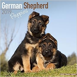 German Shepherd Puppies Calendar 2019 Amazon Co Uk Avonside