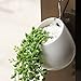 Celestte Succulent Planter, Mini Round White Ceramic Hydroponic Wall-mounted Flower Pots