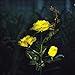 XLUX Outdoor Solar Powered Rose Lights Flower Stake, for Garden Patio Yard Christmas Pathway Decoration, Yellow