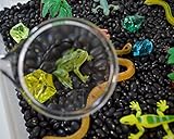 Rainforest Discovery Kit for Sensory Play (No Box)