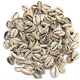 100 Pcs White and Lvory Natural Cowrie Shells Beads Oval Beach Seashells African Shells for Hair Jewelry Making DIY Craft Beads and Bead Assortments Beading and Jewelry Making