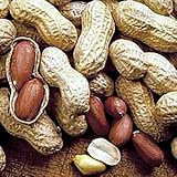 Virginia Peanut 20 Seeds - Start Indoors in Pots - Fun