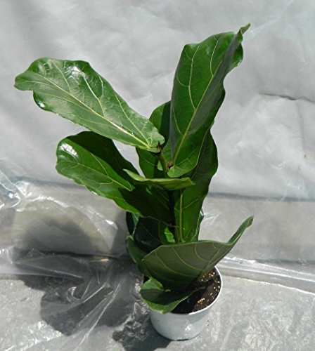 Jmbamboo - Ficus Lyrata Plant in 6 Inch Pot - Also Called Fiddle Leaf Fig or Pandurata