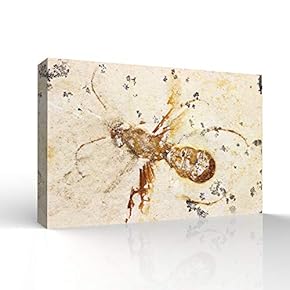 Canvas Wall Art - Vintage Animal Fish Fossil Living Room Poster Prints - Modern Home Art Stretched and Framed Ready to Hang - 12x18 inches