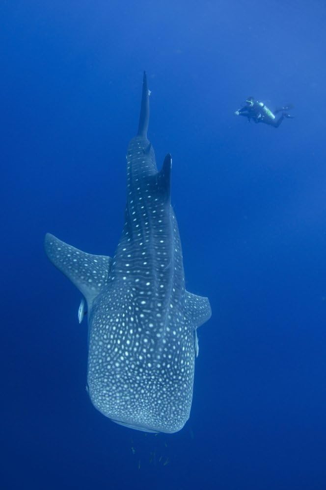 Posterazzi A Diver interacts with a Whale Shark in Cenderawasih Bay Indonesia. Poster Print by VWPics/Stocktrek Images (11 x 17) Varies