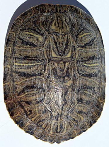 Large Real Red-Eared Slider Turtle Shell