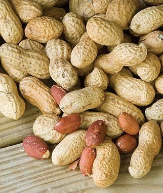 Yukio SEED CORNER - Peanut, Jumbo Virginia High-yielding Heirloom Seeds, Organic Vegetable Seeds Exotic Hardy Perennial Garden