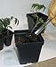 48 Transplant/Seedling Plastic Pots (3.25 Inch) and Transplant Tool (Bundle of 2) Total 49 Pieces