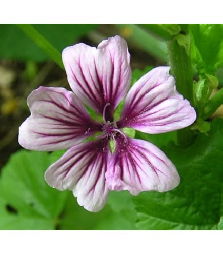 All flowers⭐️新品レア含む6枚set⭐️ラベンダー　カモミール　紫陽花 Amazon.com : CHUXAY GARDEN 20 Seeds White Purple Malva