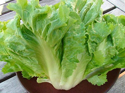 Seeds - Escarole (Endive) Seeds- Cornetto di Bordeaux 1,000+ by TricaStore
