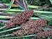 David's Garden Seeds Sorghum Iowa Sweet D72610A (Purple) 200 Heirloom Seeds