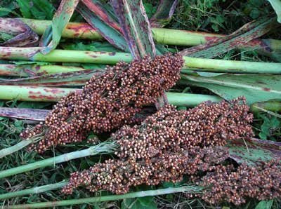 David's Garden Seeds Sorghum Iowa Sweet D72610A (Purple) 200 Heirloom Seeds David's Garden Seeds Sorghum Iowa Sweet D72610A (Purple) 200 Heirloom Seeds