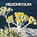 SenseLAB Helichrysum Essential Oil - 100% Pure Extract Helichrysum Oil Therapeutic Grade - Skin Care Oil - Relaxing and Soothing Oil (10 ml)