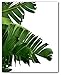 Monstera, Banana, Palm Leaf Prints, Set Of 3, Tropical Leaves, 8 x 10 Inches, Unframed