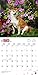 Shiba Inu 2018 Calendar