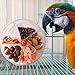 Bird Creative Foraging System Wheel Seed Food Ball Rotate Training Toy for Parrot Budgie Parakeet Cockatiel Conure African Grey (Transparent)thumb 3