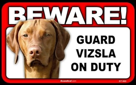 vizsla guard dog