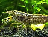 2 LARGE Freshwater Bamboo Shrimp/Singapore Flower Shrimp (Atyopsis moluccensis) - 2+ inch Young Adults by Aquatic Arts