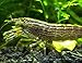 2 LARGE Freshwater Bamboo Shrimp/Singapore Flower Shrimp (Atyopsis moluccensis) - 2+ inch Young Adults by Aquatic Arts
