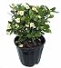 White Blush Crown of Thorns - RARE - Euphorbia - 6" Pot