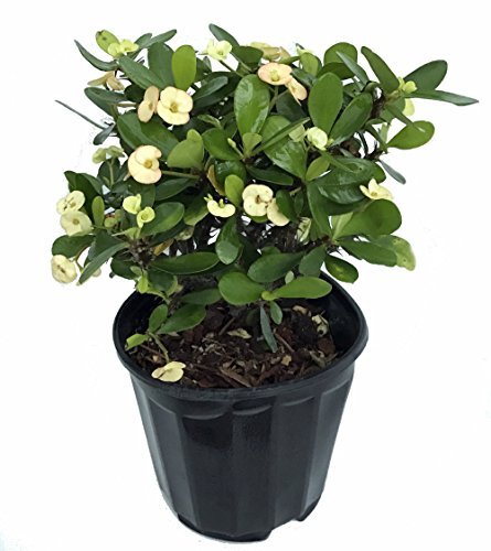 White Blush Crown of Thorns - RARE - Euphorbia - 6 White Blush Crown of Thorns - RARE - Euphorbia - 6